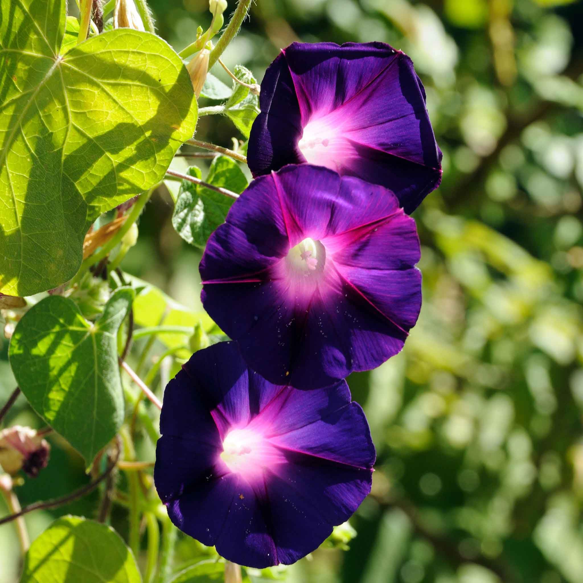 Amazon.com: Eden Brothers Morning Glory Seeds - Knowlians Black